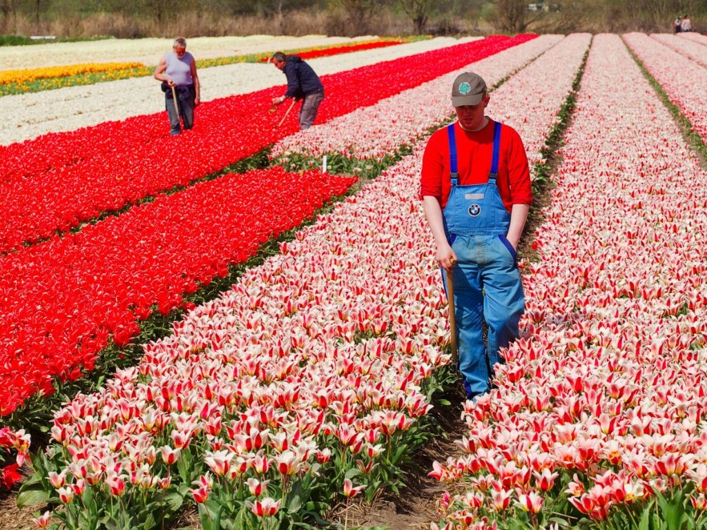Farmworkers look for dead flowers in Dutch tulip fields in Noordwijk, the Netherlands April 24, 2010. REUTERS/Michael Kooren