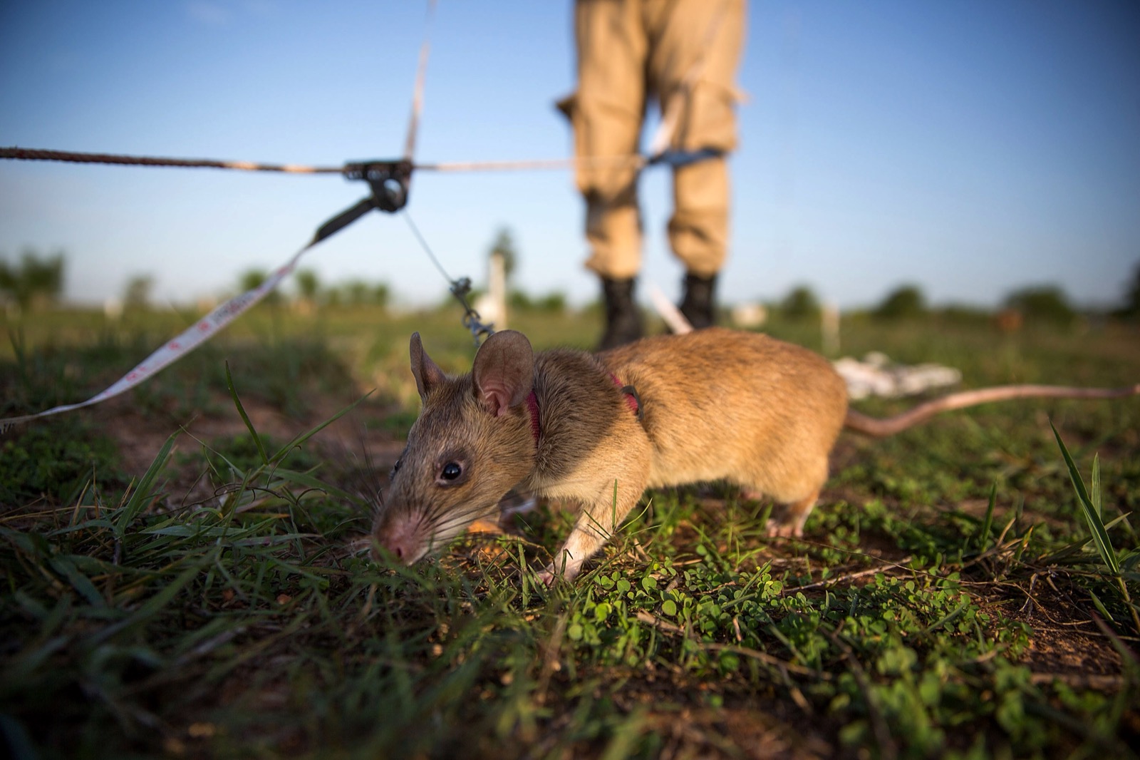 掃雷鼠/1997年起比利時非營利組織APOPO訓練非洲巨鼠，