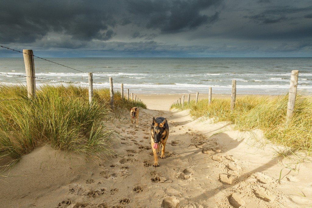 Dogs walk up from Noordwijk Beach, the Netherlands, on a stormy day. Image: Shutterstock