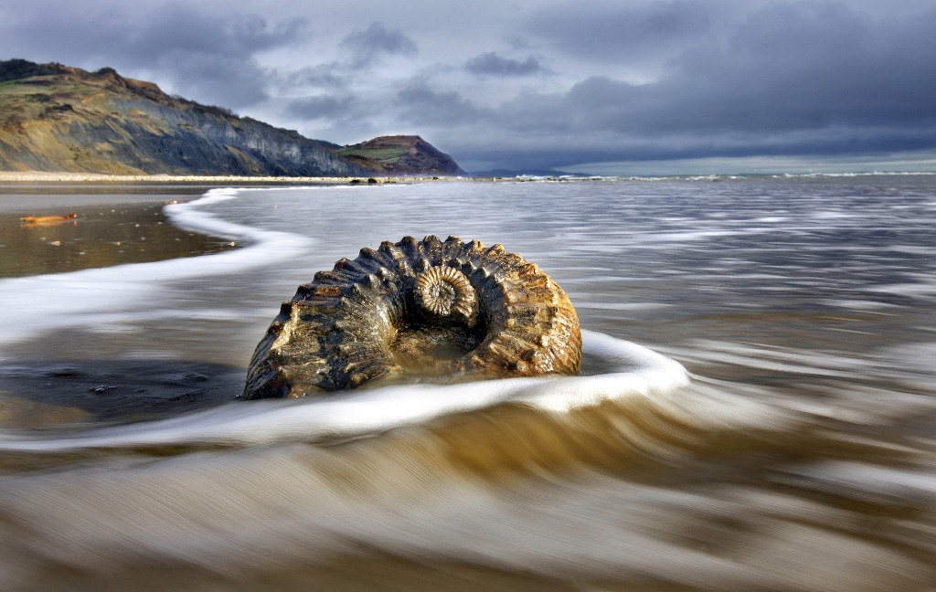 A fossilized shell lays on this treasure-filled beach near Charmouth and Lyme Regis in Dorset, England. Image: Richard Austin, REX/Shutterstock 