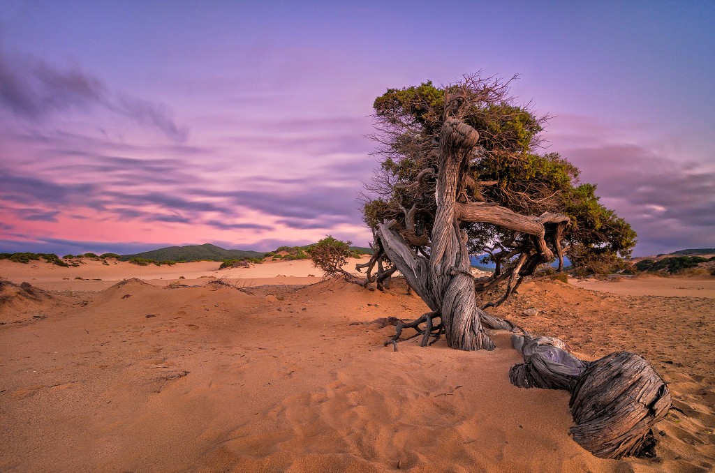A fallen tree lays in the sand on Piscinas Beach, Sardinia. Image: Riccardo Deiana