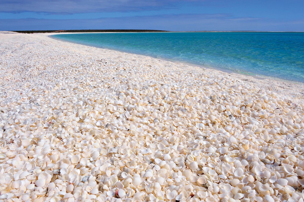 Thousands of tiny white shells fill the beach in Shark Bay, Western Australia. Image: Jouan & Rius, Nature Picture Library/Alamy Stock Photo 