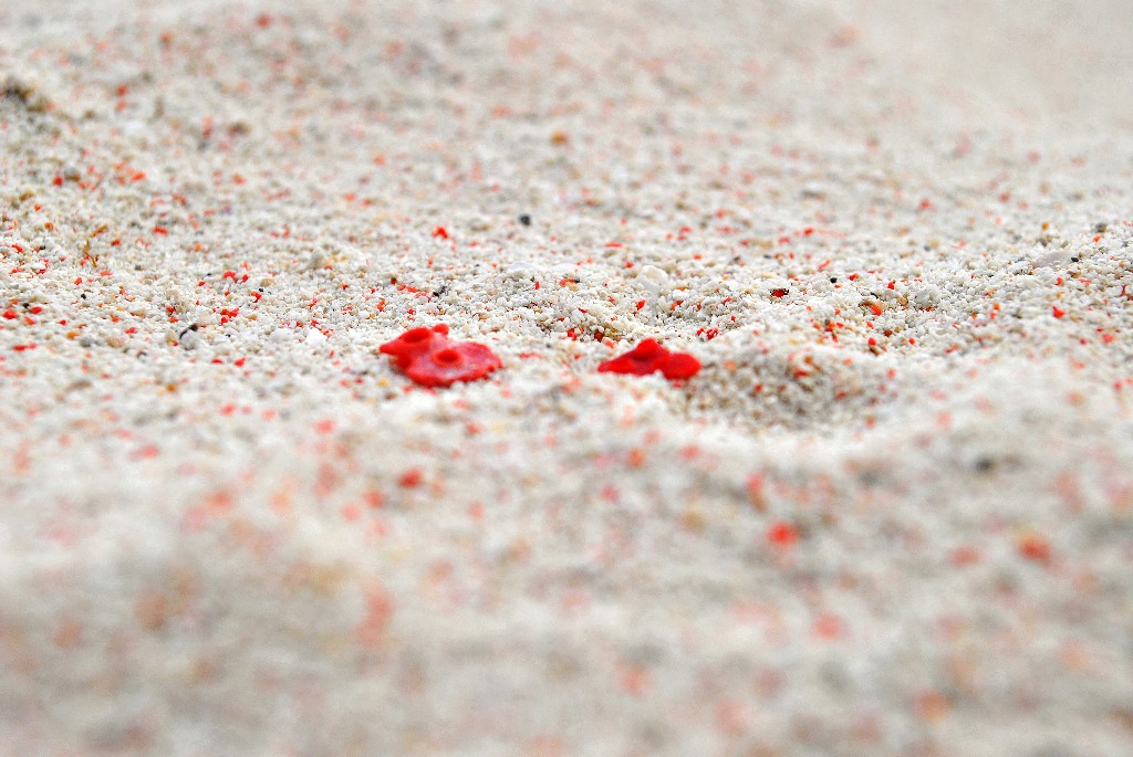 Red corals that break up in the sand make this Pink Beach on Great Santa Cruz Island, Zamboanga, the Philippines. Image:  Rojae Braga