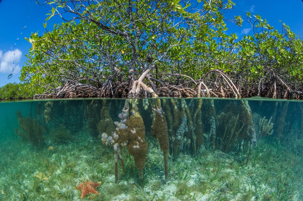 Red mangroves grow below and above the waters of South Water Caye Marine Reserve in Pelican Beach, Belize. Image: Brian Skerry, National Geographic Creative