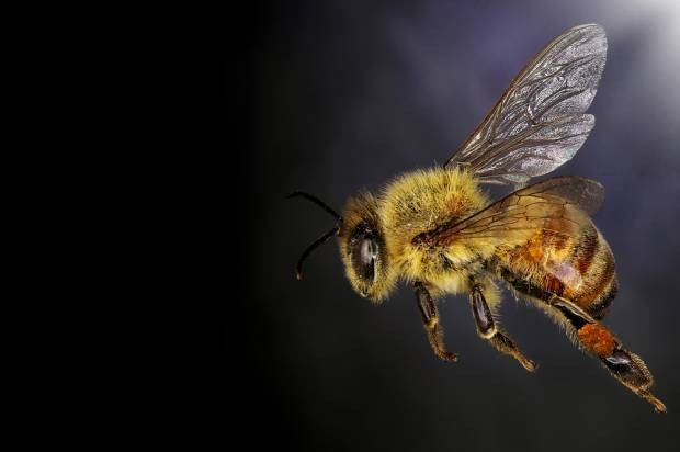 Here’s how the White House plans to save our imperiled honeybees