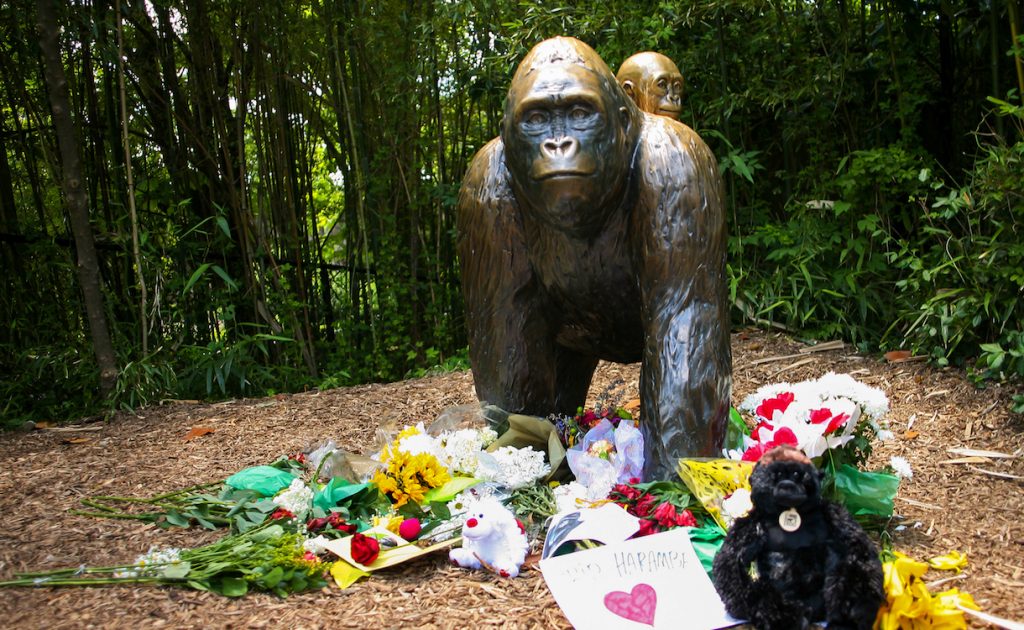 Flowers lay around a bronze statue of a gorilla and her baby outside the Cincinnati Zoo's Gorilla World exhibit, two days after a boy tumbled into its moat and officials were forced to kill Harambe, a 17-year-old Western lowland silverback gorilla, in Cincinnati, Ohio, May 30, 2016. REUTERS/William Philpott
