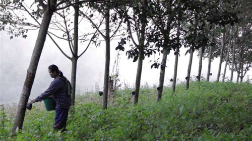 Drug addiction grows on Thai rubber farms