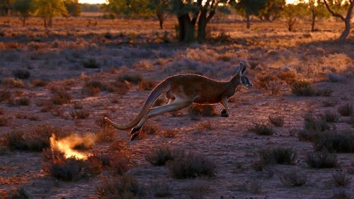 Kangaroo attack in Australia nearly turns deadly