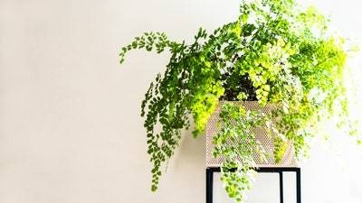 31 Best Low-Light Indoor Plants and How to Care for Them