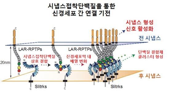 차단된 신경세포 연결시킬 수 있을까