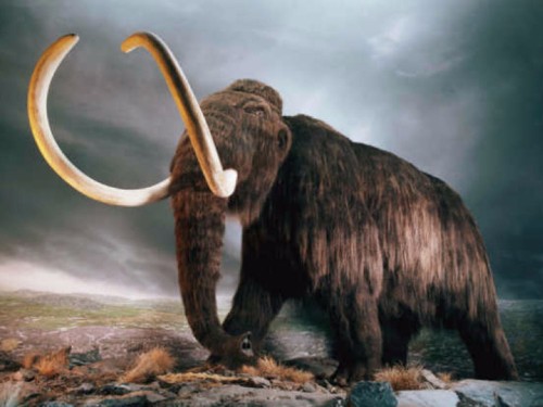 25 animals that scientists want to bring back from extinction