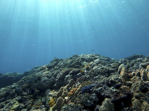 Researchers just discovered more than 5,000 new viruses in the ocean