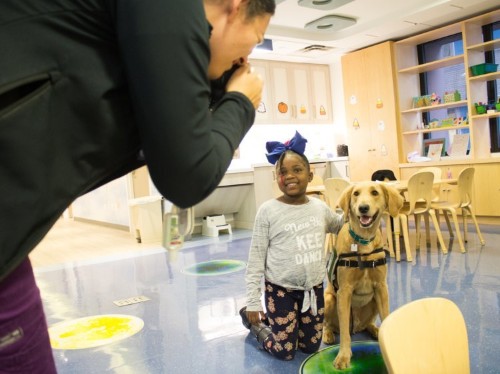 This 3-year-old golden doodle named Professor Bunsen Honeydew has a 9 to 5 job at Mount Sinai’s children’s hospital where he has his very own business cards — here’s what his day is like