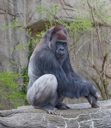 13 species that could disappear for good in 2015