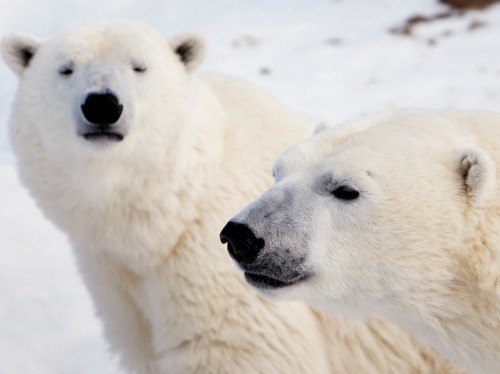 Researchers have discovered the first pair of identical polar bear twins