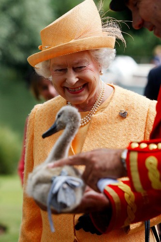 Queen Elizabeth II owns every dolphin in Britain and doesn't need a driving license — here are the incredible powers you didn't know the monarchy has