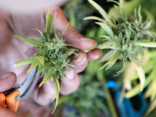 Scientists found something strange when they looked at the brains of stoners