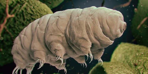 Humans are just starting to understand this nearly invincible creature — and it's fascinating