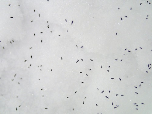 Bugs survive the winter through a trick straight out of science fiction