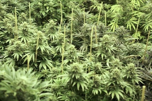 Washington state regulators set stricter limits on pot production