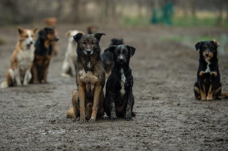 ICB Dog News Feed