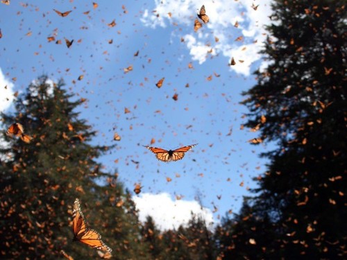 Insects survive the winter through a trick right out of science fiction