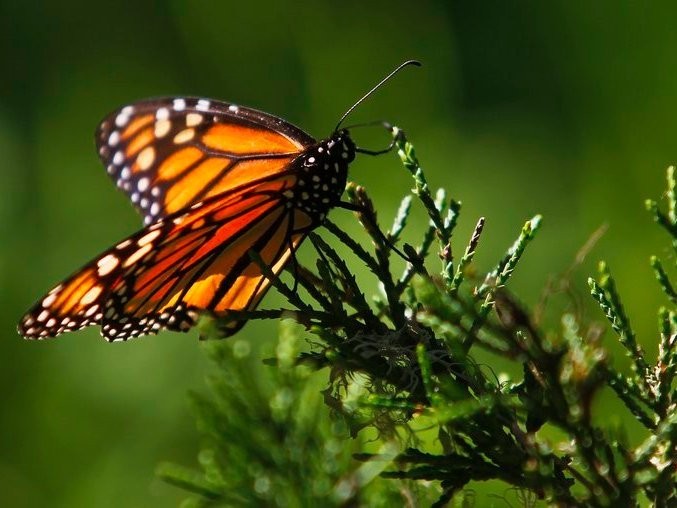Scientists say that the world is losing so many species that we're putting ourselves at risk