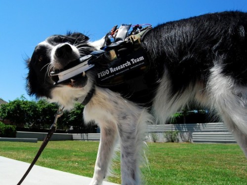 Dogs could soon talk to humans with new wearable tech