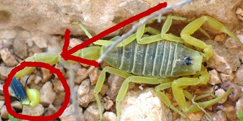 Scorpion venom is the most expensive liquid in the world — here's why it costs $39 million per gallon