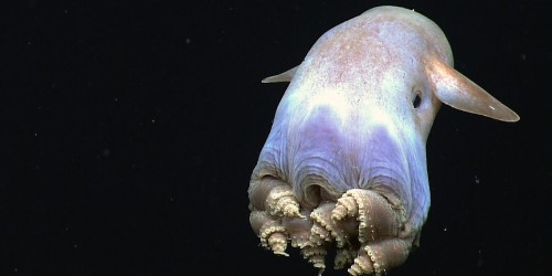 Octopuses are officially the weirdest animals on Earth