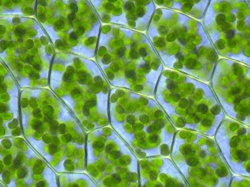 This physicist has a groundbreaking idea about why life exists