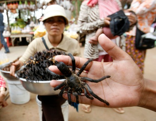 Humongous sea spiders from Antarctica are baffling scientists
