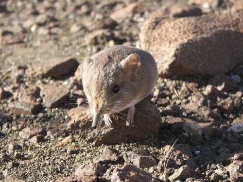 Scientists Discover A Mouse-Like Mammal Related To Elephants