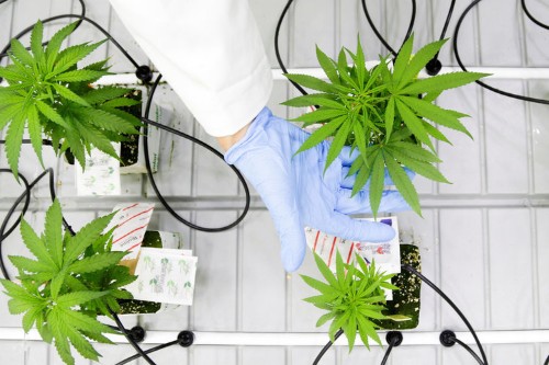 Canada has officially legalized marijuana for all adults