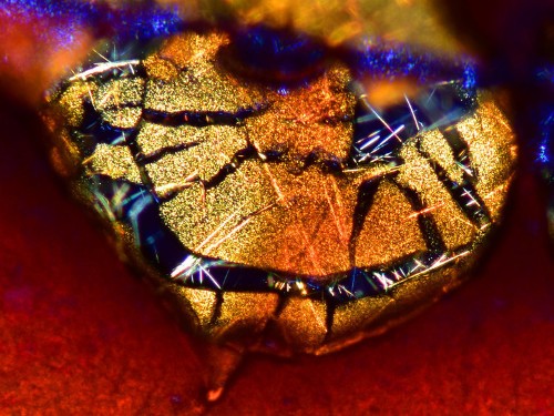 Crusty, dried-up coffee looks beautiful under a microscope