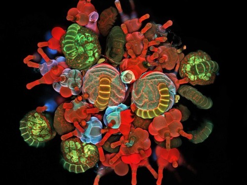 Award-Winning Pictures Of The Tiniest Things On Earth
