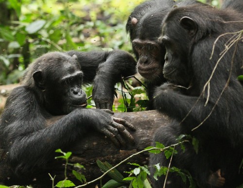 Animals are much smarter than people realize, scientist says