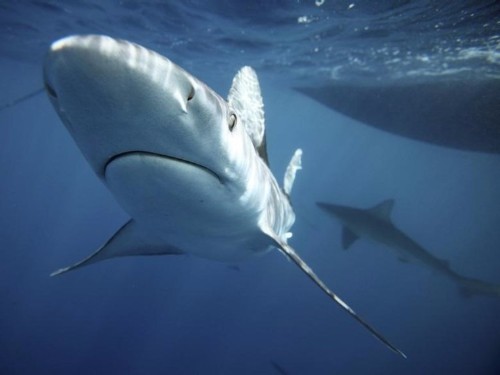 There's a good reason great white sharks swim toward hurricanes