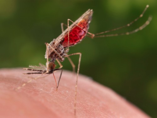 Texans face a 'triple threat' from insects, mold, and bacteria in Harvey's wake