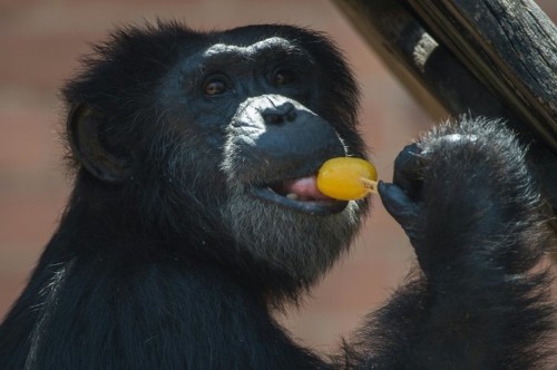 US government ends research on all chimpanzees