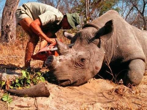 Hunting Permit For Endangered Rhino Sells For $350,000 In Dallas