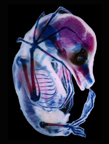 These award-winning microscope photos reveal a bizarre universe just out of reach