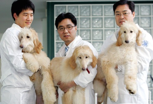 The Chinese scientist behind the world's biggest cloning factory believes he can replicate humans