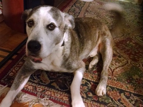 New study could explain why your dog gets so excited to see you