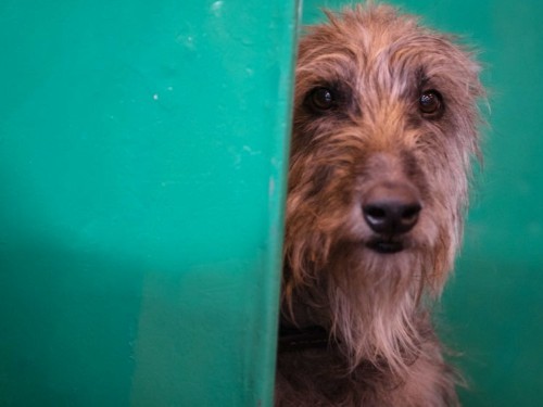 It can be harder to lose a dog than a relative or friend — here's why