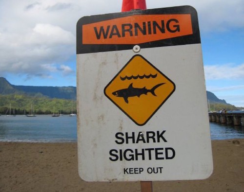 The 13 most insane shark encounters of this year