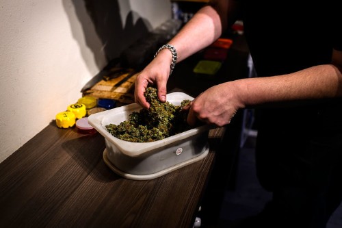 There are 2 main types of marijuana — here's the difference