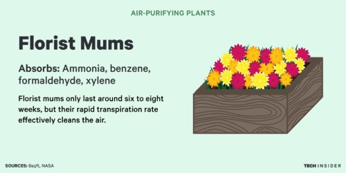 Science reveals 8 plants that will purify your home