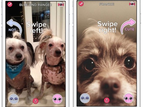 BuzzFeed just launched its second app — and it's like a Tinder for pictures of people's adorable pets