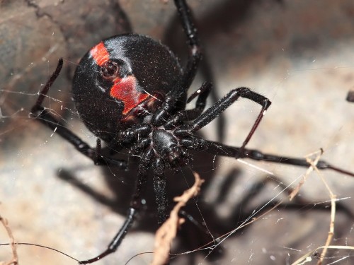 This life-saving animal blood is bright blue and worth $60,000 a gallon